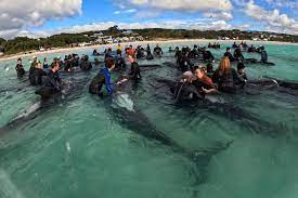 Nearly 100 pilot whales beached on Australia’s coast gets euthanized after rescue fails