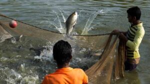 Land disputes, ownership rights pose roadblocks as interest in fish farming increases in Haryana