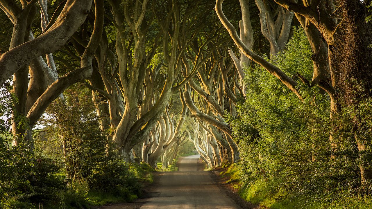 5 Beautiful Tree Tunnels of the World