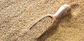 Kodo millet: Use and health benefits