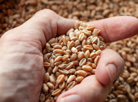 Ukraine Grain exports in Jeopardy as EU Agriculture ministers hold talks