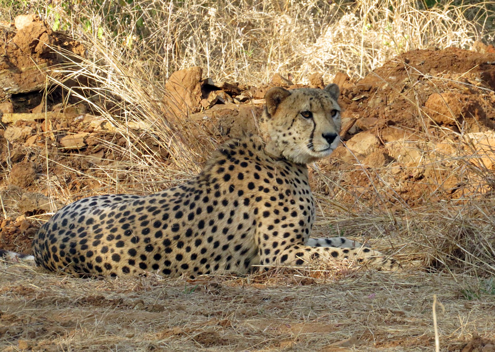 Cheetah deaths surge at Kuno National Park, imperil Project Cheetah