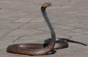 Snake rescue and release guidelines issued by Odisha