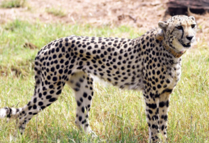 Missing KNP female cheetah captured