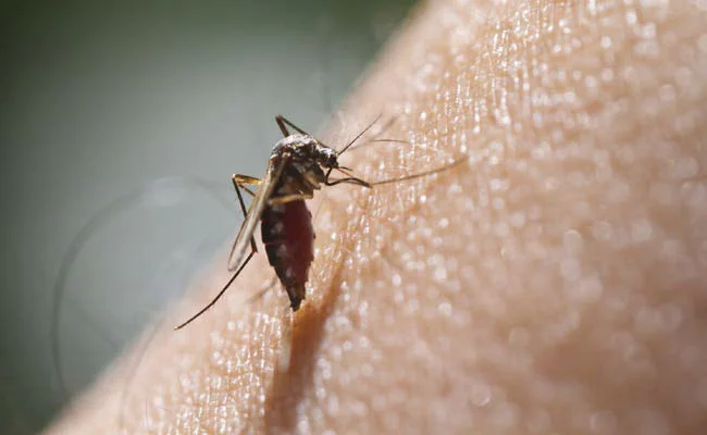 Sindh: Dengue cases soar to 896 in 2023