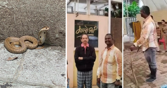 Rare venomous snake found at Uddhav Thackeray’s Matoshree