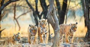 Historic Day for Mewar Region as Kumbhalgarh declared Tiger Reserve