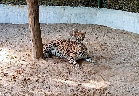 Andhra Pradesh : Forest officials trap second leopard in Tirumala