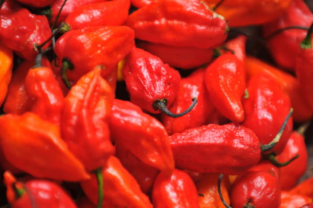 5 spiciest chilli peppers in the world