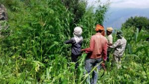 Preparations begin to legalize hemp cultivation in HP