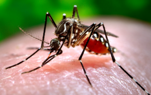 Patna sees alarming dengue cases, separate wards for patients set up