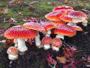 5 Bizarre and beautiful Mushrooms that defy imagination