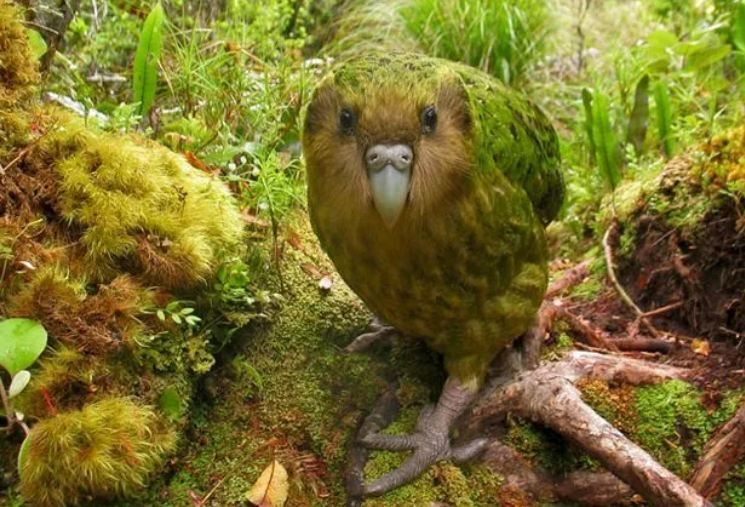 5 Most Uniquely Endangered Bird Species