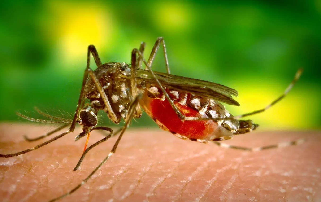Viral Dengue Concerns in the US