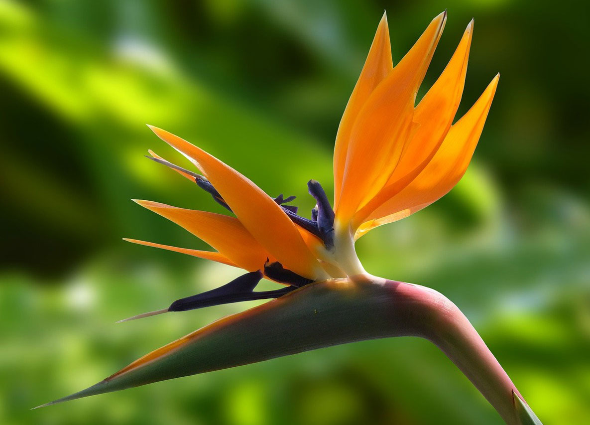5 Beautiful flowers that look like Birds