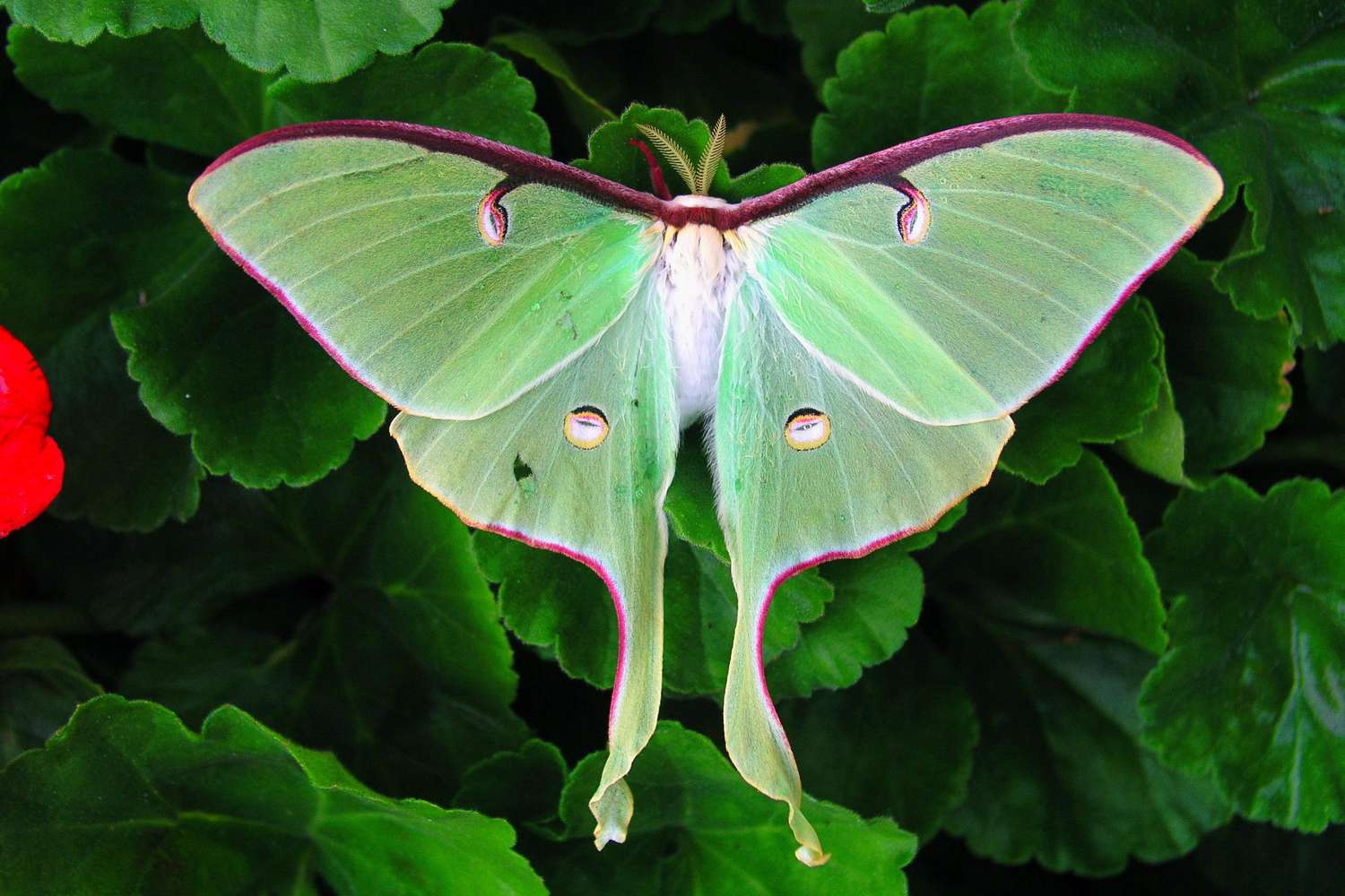 5 Species of Moths more beautiful than Butterflies
