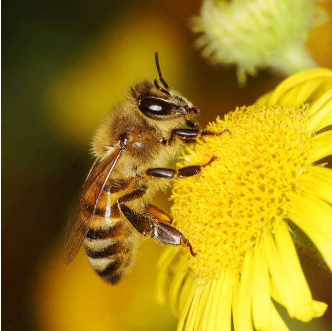 5 Most interesting facts about Bees