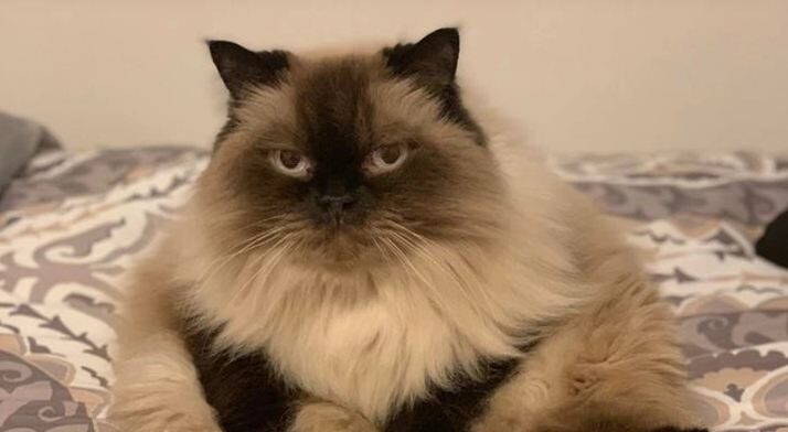 5 Pets with Unbeatable Fluff and Puff