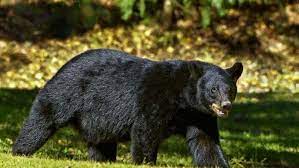 Officials Capture Troublesome Black Bears in Successful Bandipora Operation