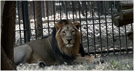 Endangered Asiatic Lions Set to Enthrall Jambu Zoo Visitors