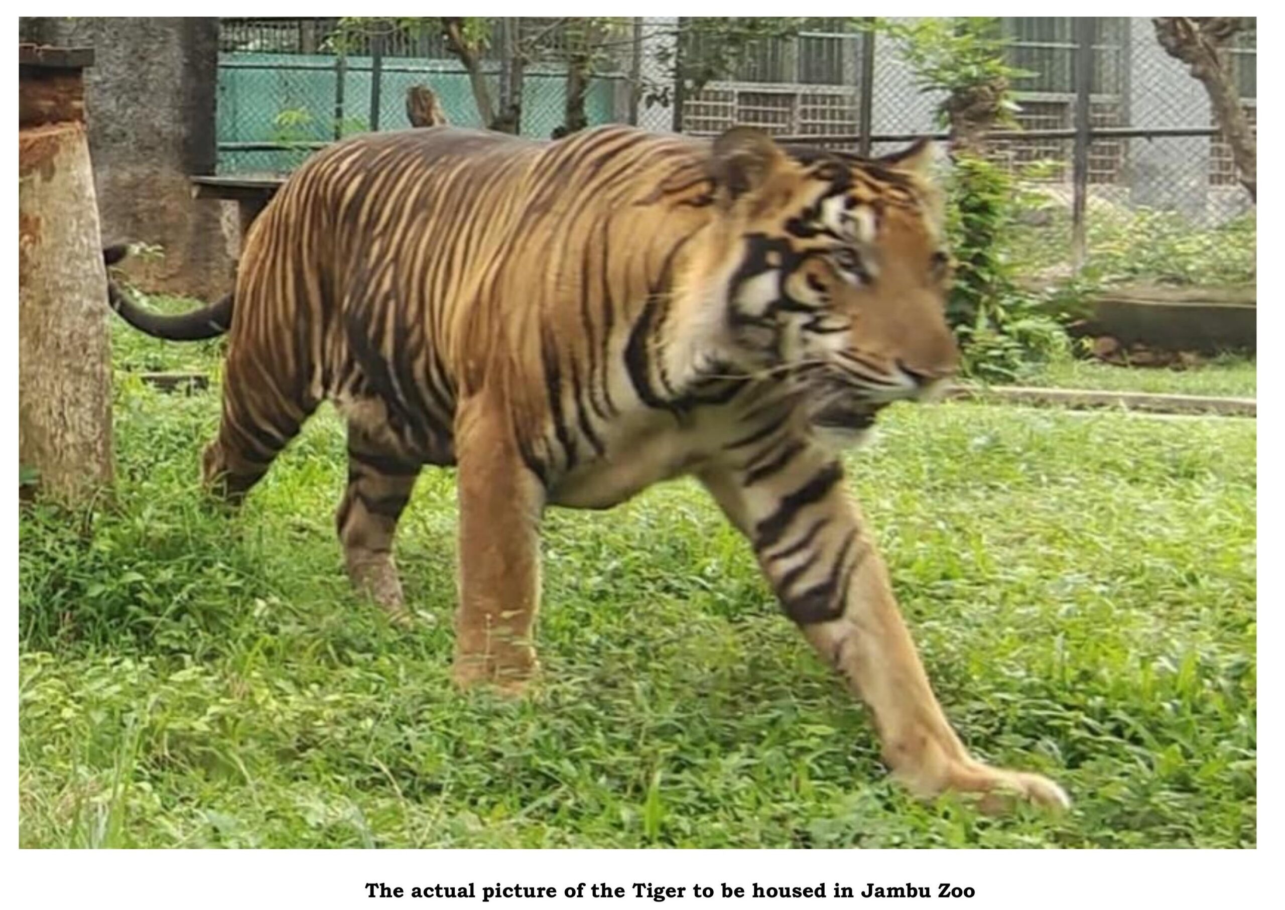 Bengal tiger pair to grace Jambu Zoo soon