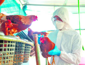 Haryana on high alert: Avian influenza prevention