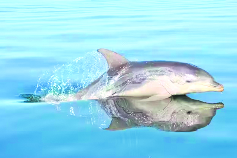 Australian dolphins record world’s highest ‘forever chemicals