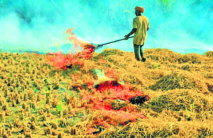 NGT slams Punjab Govt over surging stubble burning