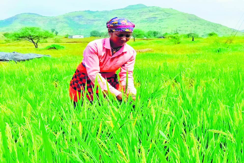 Election promises slow paddy sales, MSP impact - TheDailyGuardian