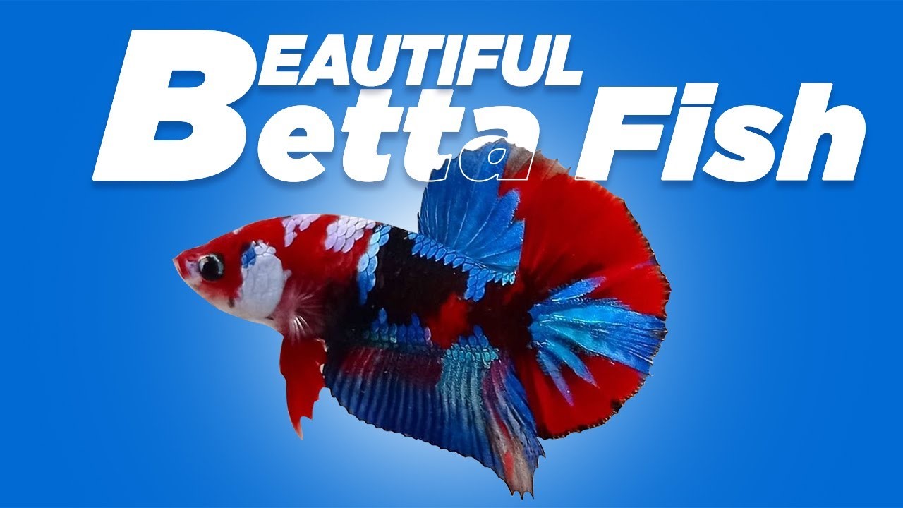 Where To Buy Betta Fish Online?