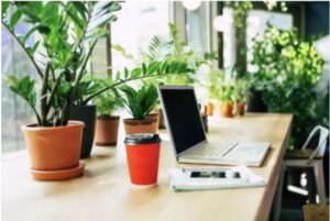 5 Plants ideal for students’ study desks