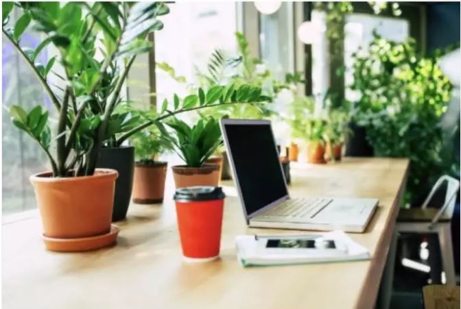 5 Plants ideal for students’ study desks