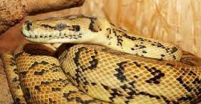 Assam: 100kg Python Rescued and Safely Released in Barnadi Forest