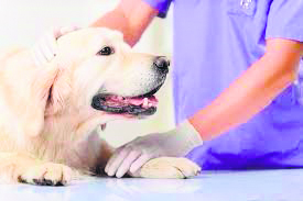 Revolutionizing Pet Health: Electrochemotherapy Takes the Lead