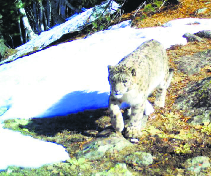 Kishtwar emerges as key habitat for snow leopards in India: Survey reveals