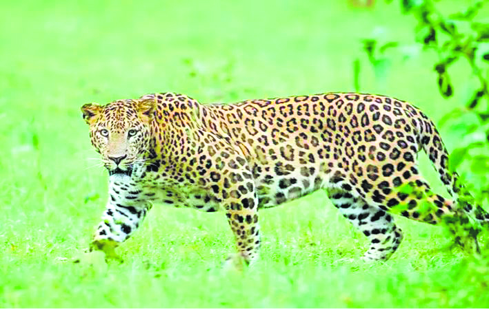 Kalesar National Park’s jungle safari resumes, unveiling nature’s splendor after 3-YEAR pause