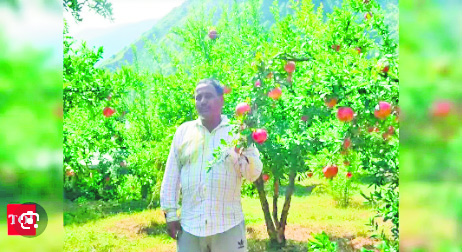 Himachal horticulture department urges FARMERS TO SHIELD fruit plants from fog