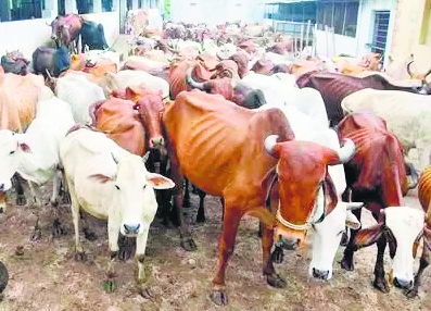 Cow smuggling gang busted in Punjab