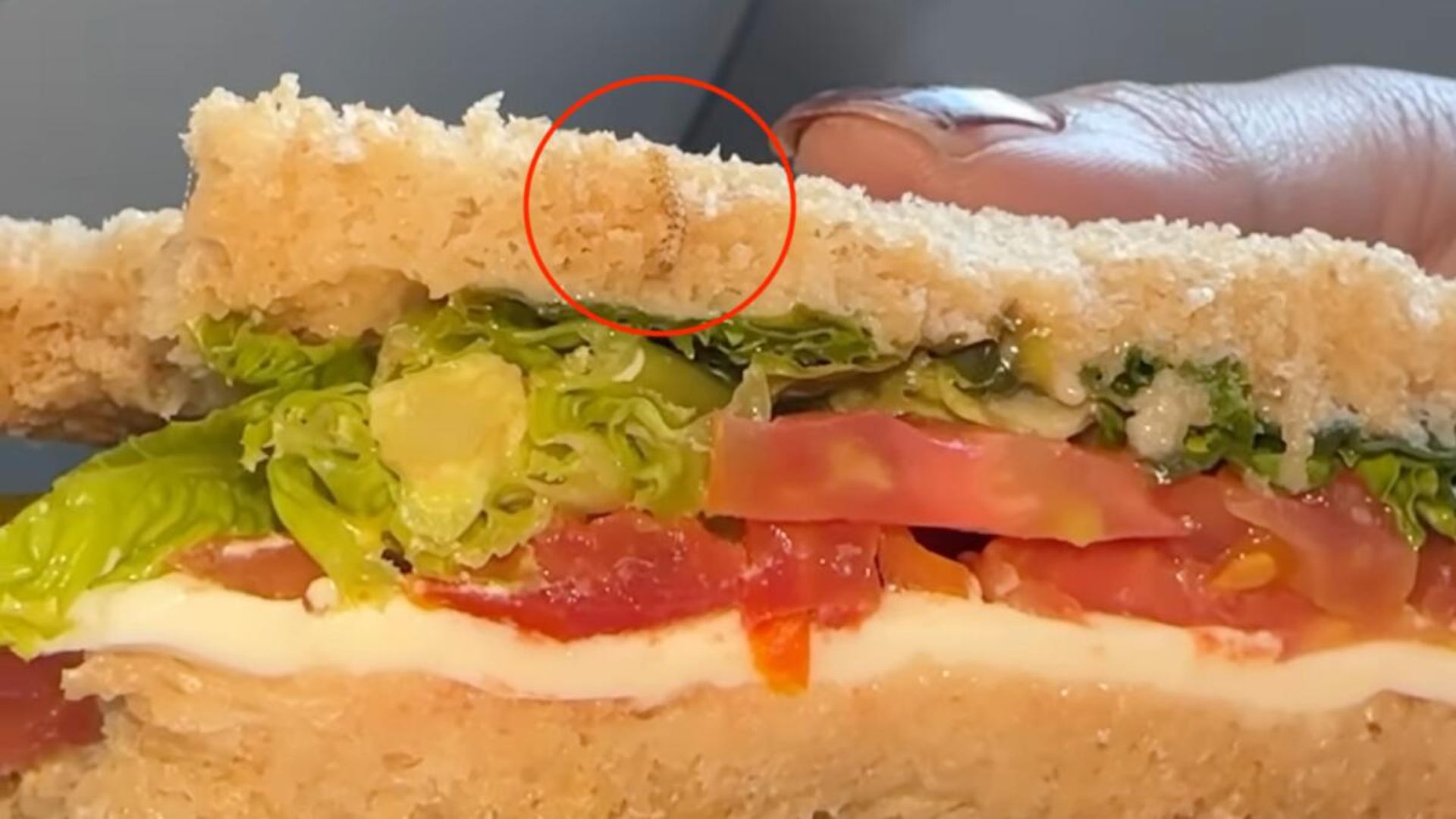 IndiGo issues apology to passenger: Worm in Sandwich