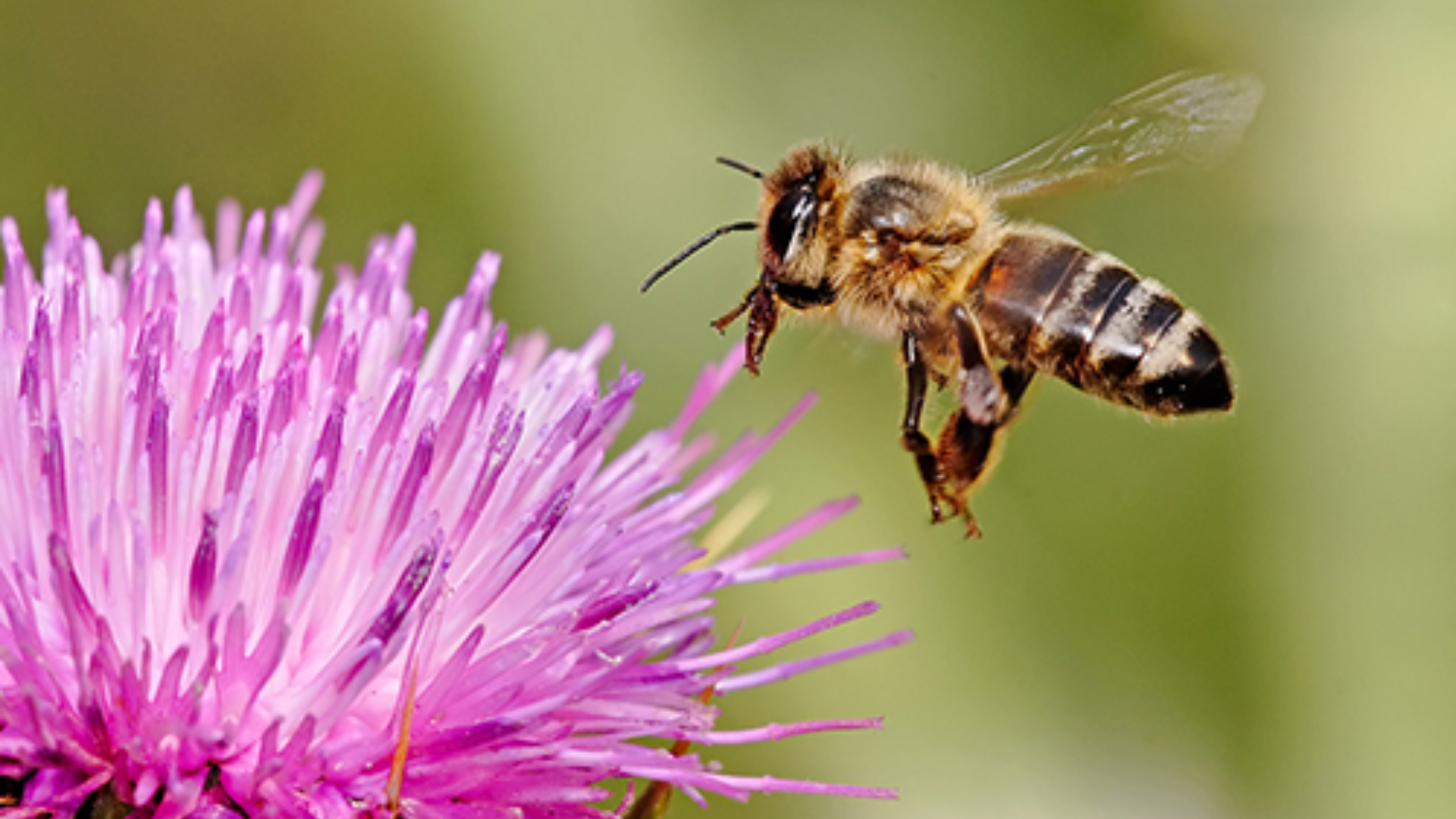 Study finds that adjuvants and pesticides interfere with honeybees’ ability to smell