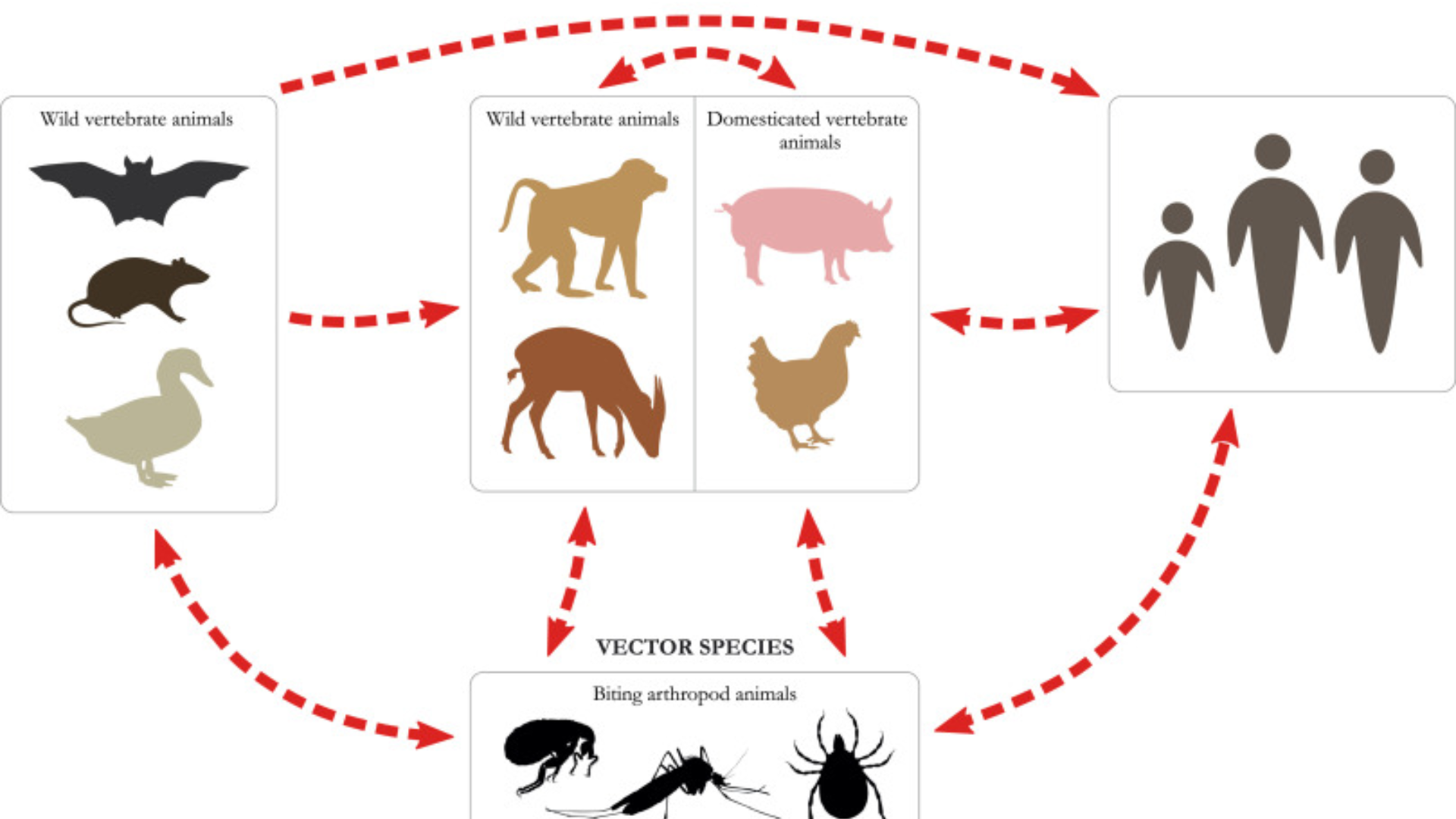 A novel approach may help estimate the spread of wildlife diseases