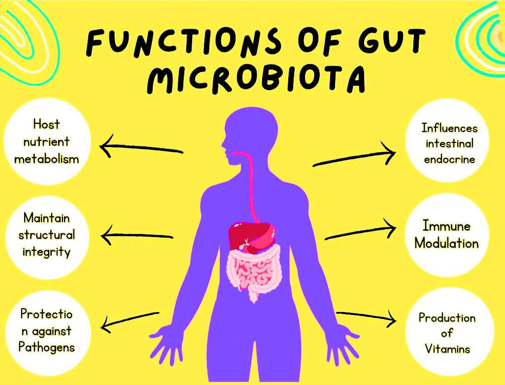 The Role of Gut Microbiota in Diabetes: Exploring the Gut-Body Connection