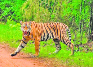 Tiger mortality report 2023: Alarming 177 deaths across India