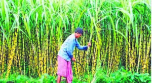 Ahead of LS Polls, Yogi Govt Raises Sugarcane Prize by Rs 20 In UP