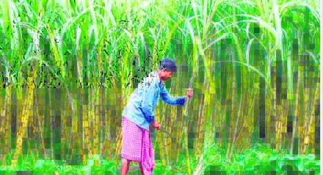 Ahead of LS Polls, Yogi Govt Raises Sugarcane Prize by Rs 20 In UP