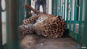 Successfully rehabilitated leopard released into the wild in Maharashtra