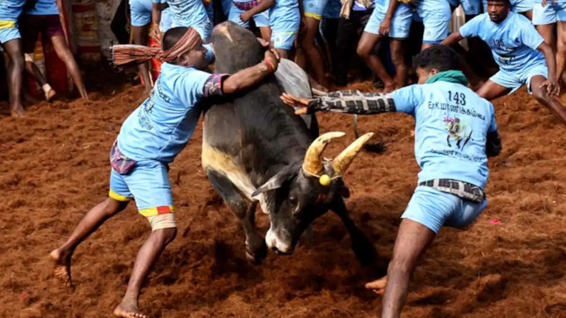 Two Spectators, Including Minor, Gored to Death in Jallikattu Bull-Taming Festival in Tamil Nadu