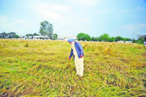 India’s agricultural renaissance: Nurturing sustainable practices