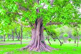 PVD Scheme: Around 4k trees in the state are aged 75 years or above