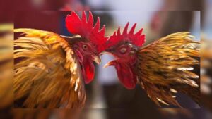 Andhra farmers raise concerns over the rooster fight tradition